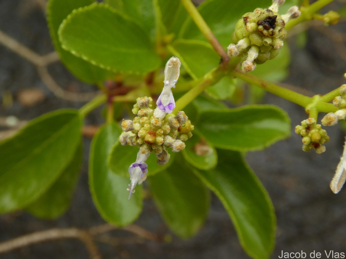 Coleus velutinus (Trimen) A.J.Paton